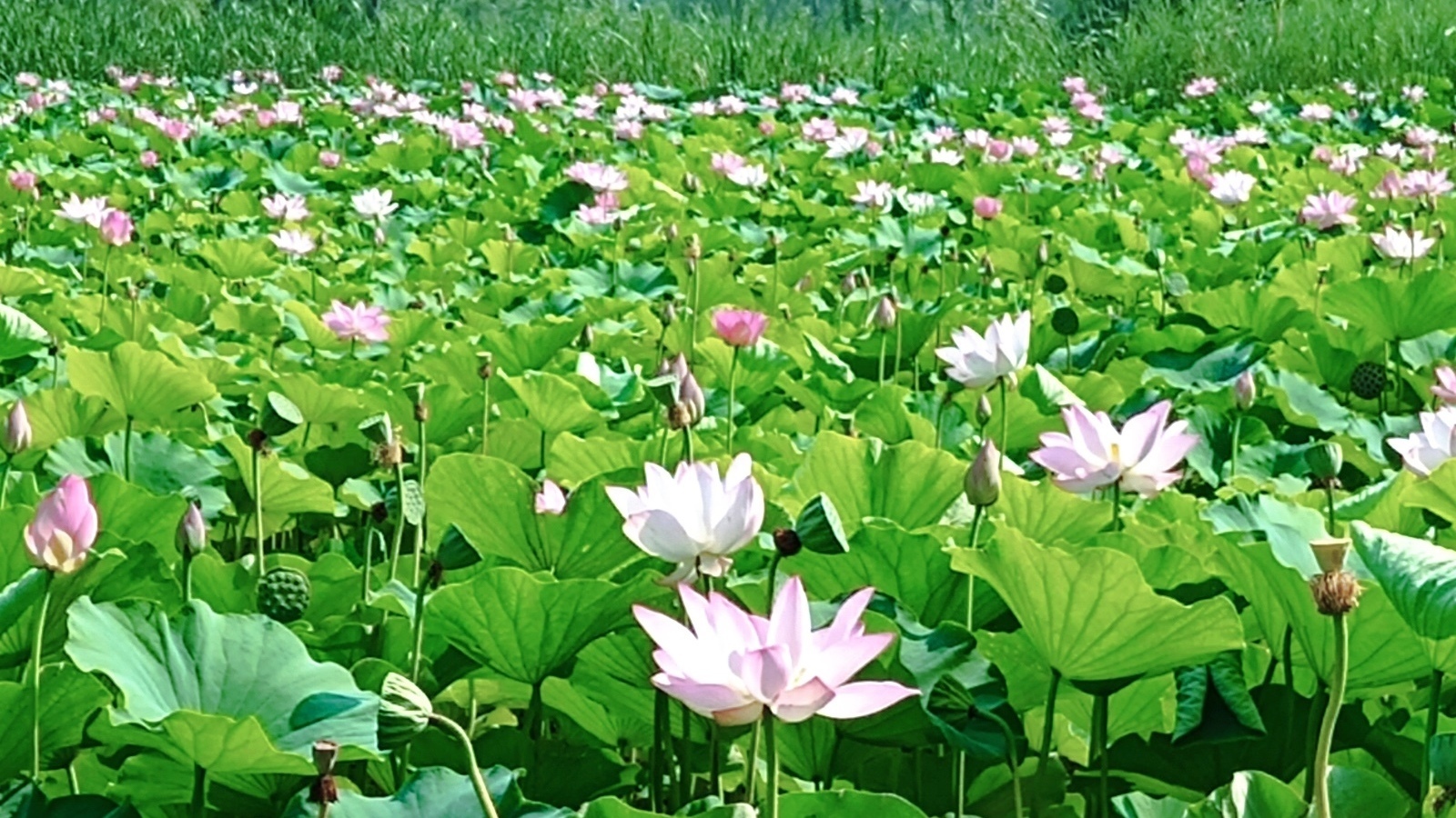 昌平这个公园荷花盛放!园区“喊话”游客:“文明赏荷,请勿采摘” 昌平这个公园荷花盛放!园区“喊话”游客:“文明赏荷,请勿采摘”