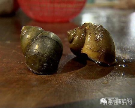 你在饭店吃的田螺 很有可能是能致人死亡的福
