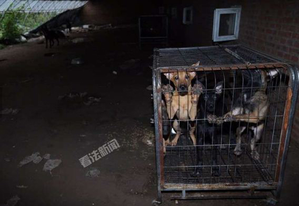 北京昌平疑现一盗狗窝点:关有30多只狗，警方介入调查