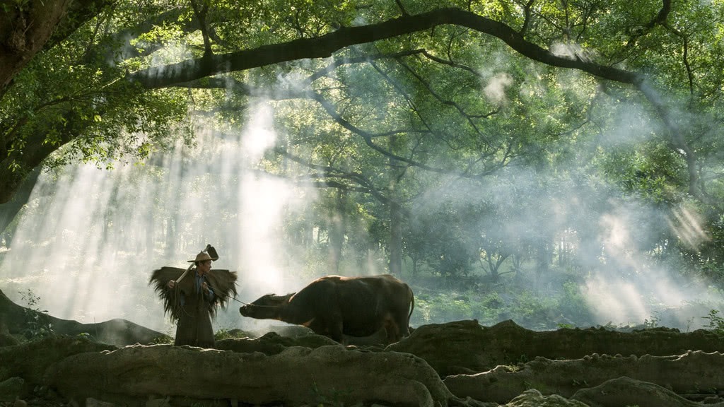 福建杨家溪网红景点老农牵牛：人工制造晨雾
