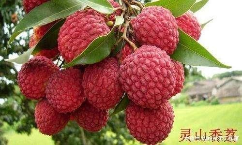 广西南宁成为全国最大火龙果生产地! 广西农业