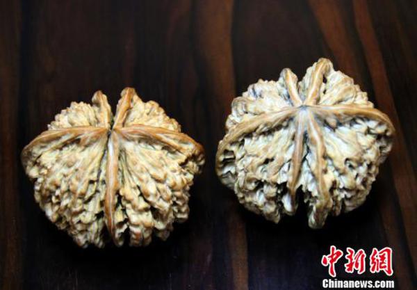 河北涞水现直径62毫米六棱"麻核桃王"