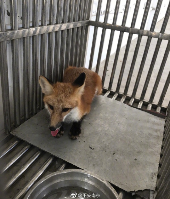 颜值即正义?南京一野猪闯进医院遭围捕 狐狸进幼儿园被温柔对待