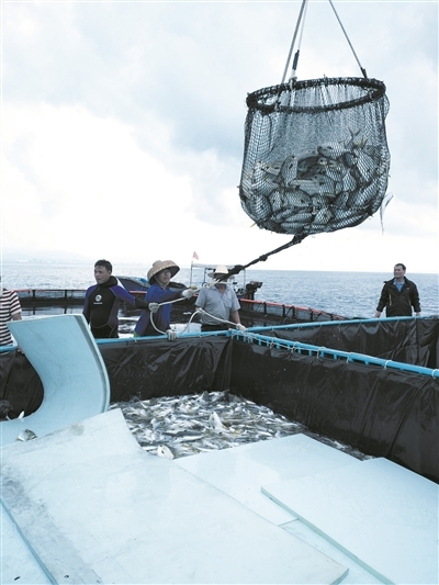 三亞老國企闖出新路子 深水網箱養殖金昌魚大豐收