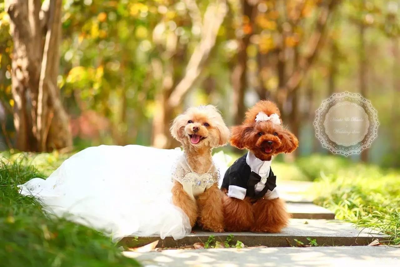 虐狗者恒被狗虐，然而，这里并没有一只穿上了婚纱的黑背。——苏格拉布