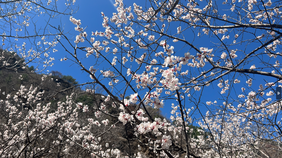 赏花打卡 农事体验!史家营最美杏花季等你来 赏花打卡 农事体验!史家营最美杏花季等你来