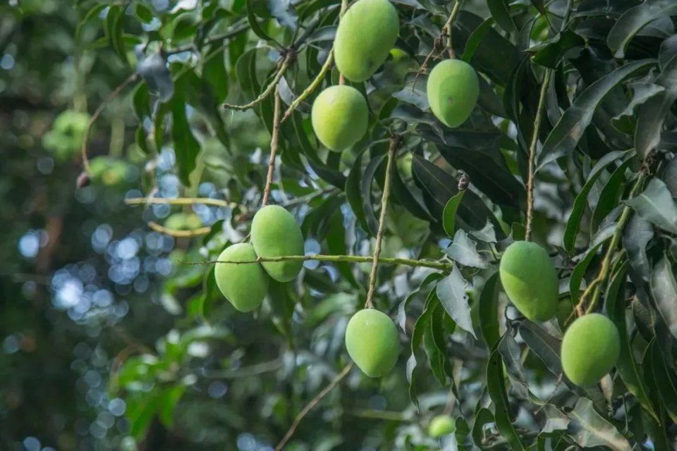 佛山路边的芒果可以吃吗?园林部门说…