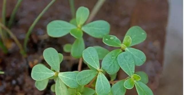 盘点马齿苋是治疗痔疮的四个小做法,个个管用