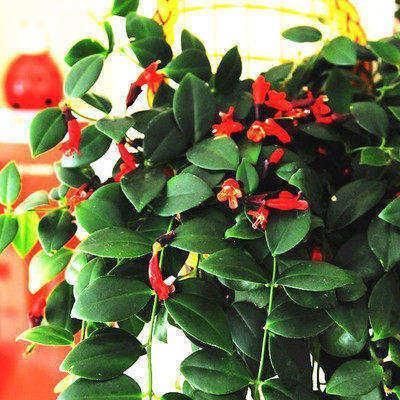 适合花粉过敏人群摆放在家的绿色盆栽,净化空