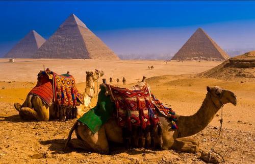 如果骆驼困在沙漠里可以坚持多长时间?答案和