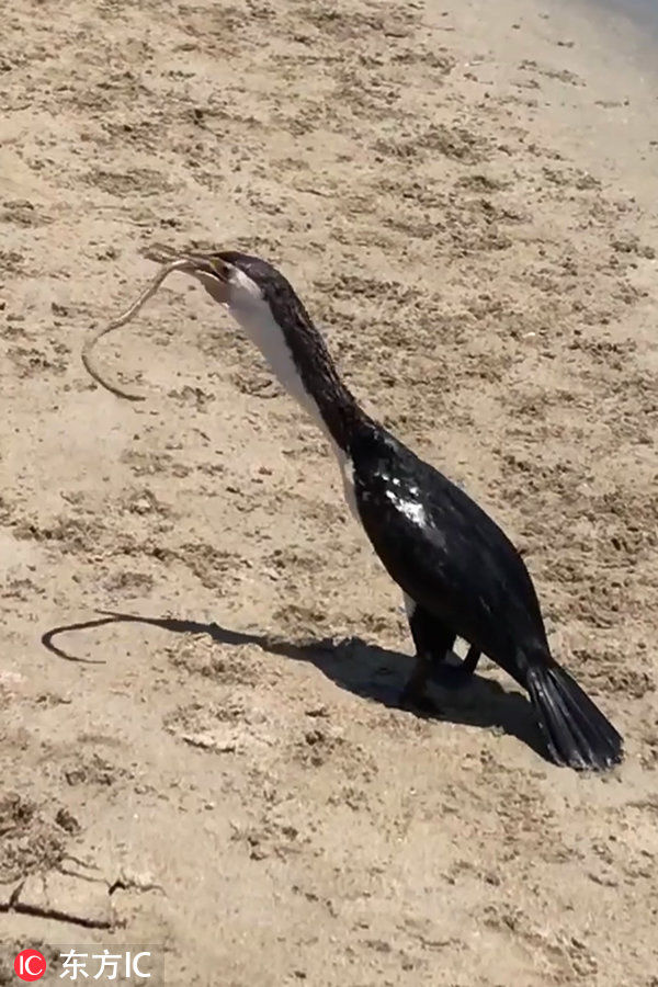 眼镜蛇遭鸬鹚捕食 被吞下肚仍挣扎为了活着拼搏至死