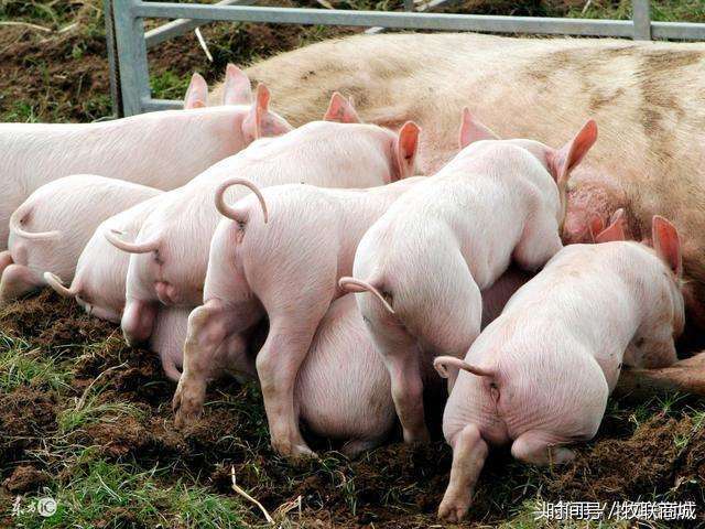 小猪出生不会吃奶死了一大半怎么办 猪农不外