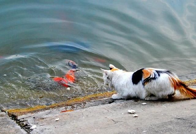 猫吃锦鲤?流浪"花猫"邂逅一塘"锦鲤,一爪子下去惊呆路人!