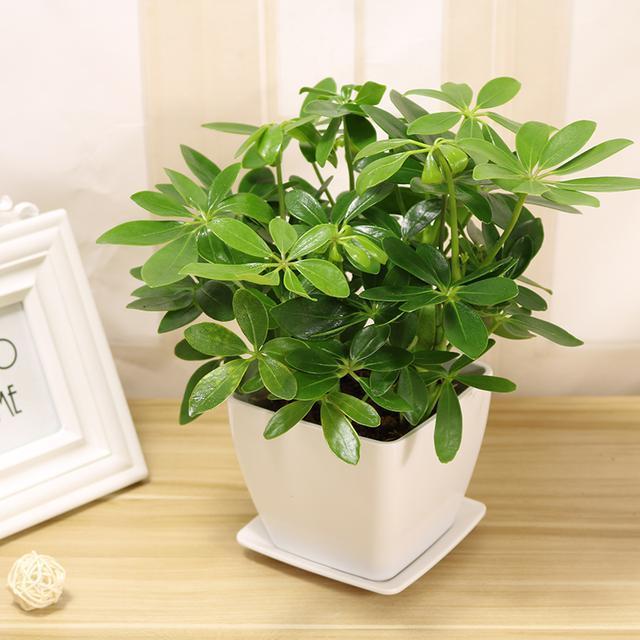 生肖虎旺财植物:七叶莲生肖鼠旺财植物 金钱树生肖牛旺财植物 观赏