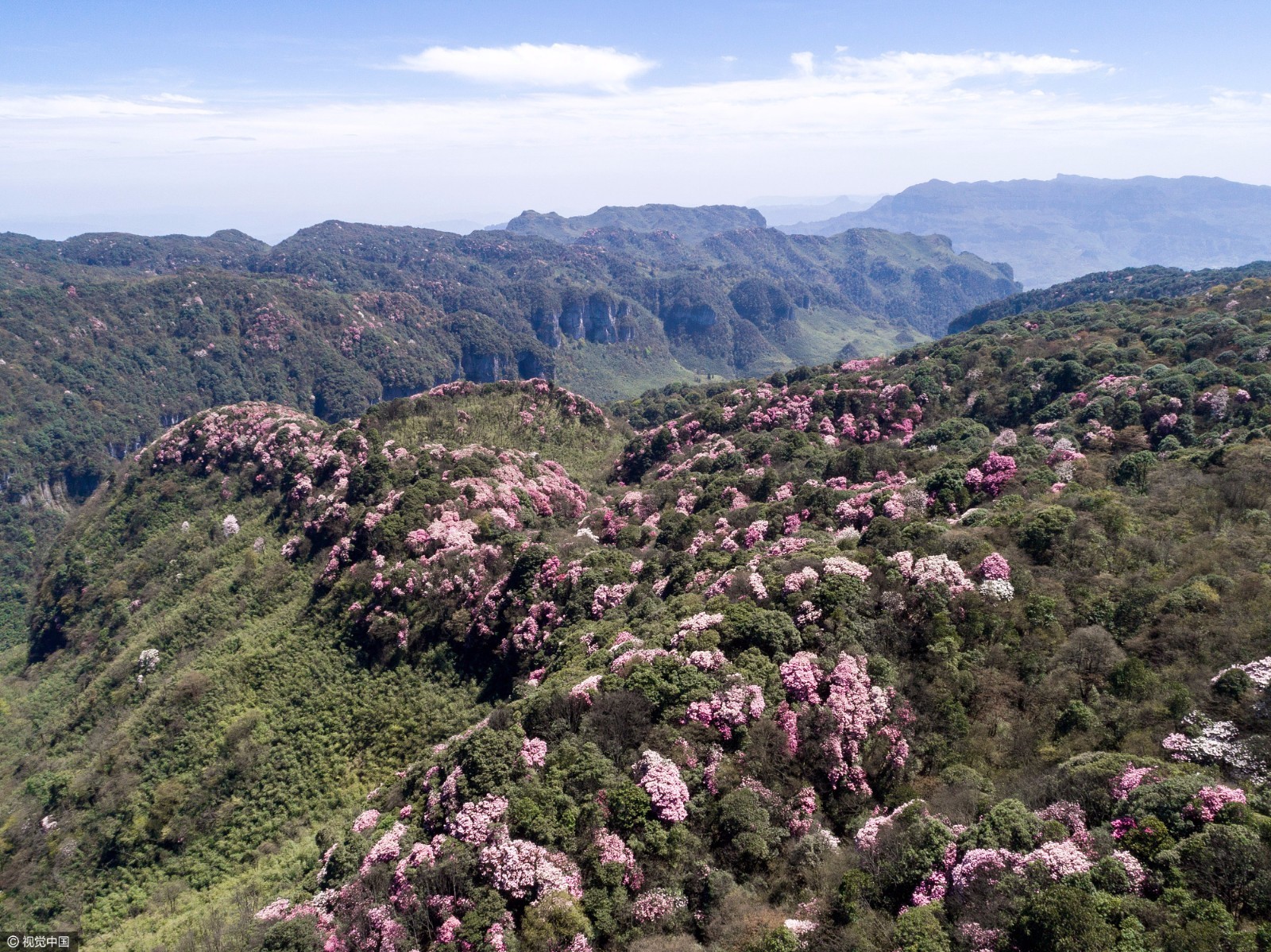 醉了!金佛山杜鹃花把山峰染成了粉色