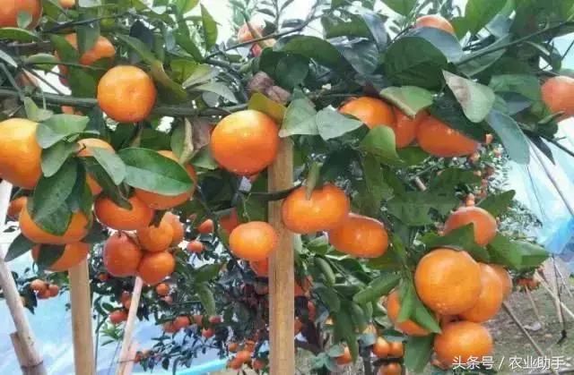 11种火热柑橘品种,谁最有前途?