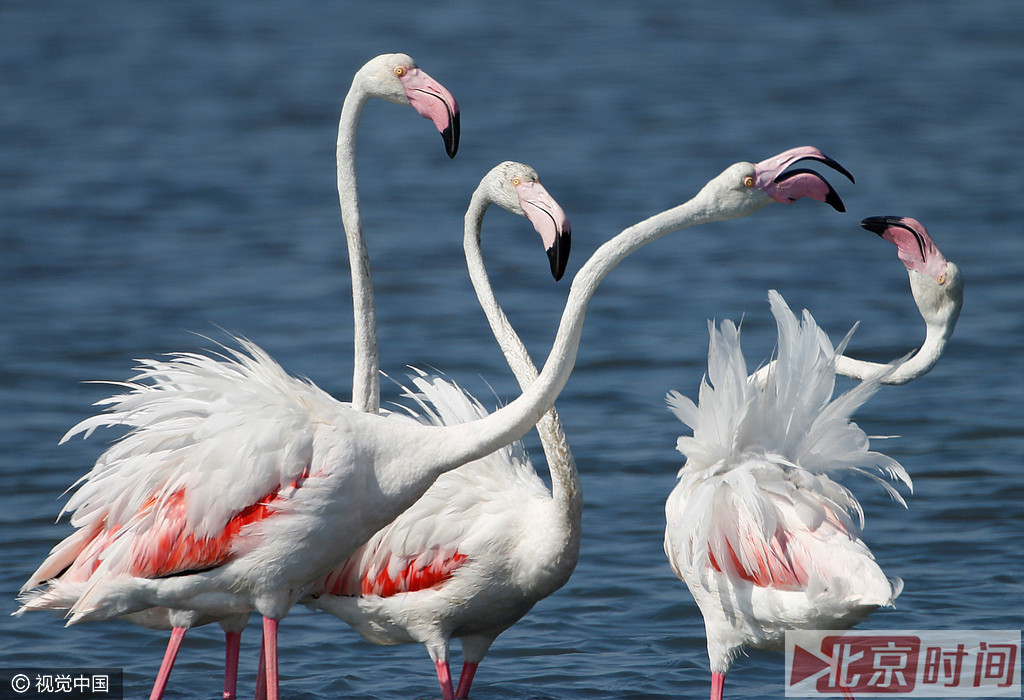 火烈鸟以小虾、蛤蜊、昆虫、藻类等为食。觅食时头往下浸，嘴倒转，将食物吮入口中，把多余的水和不能吃的渣滓排出，然后徐徐吞下。