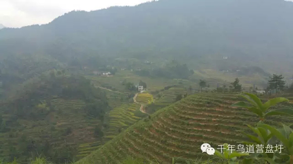 营盘圩联村"联"出新景色