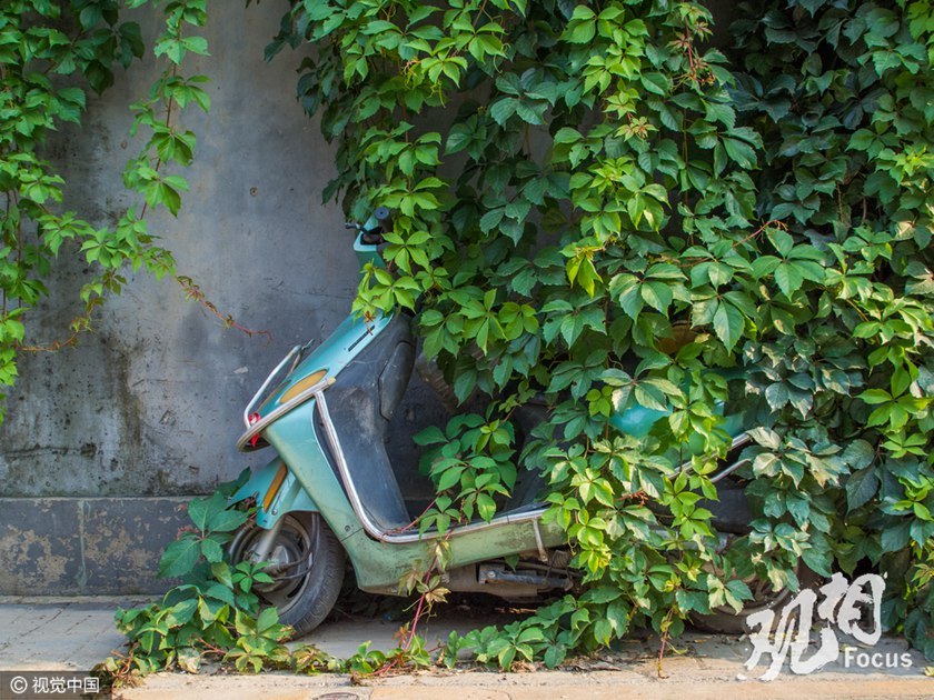 一台“退休”的电动车躲在绿荫里。