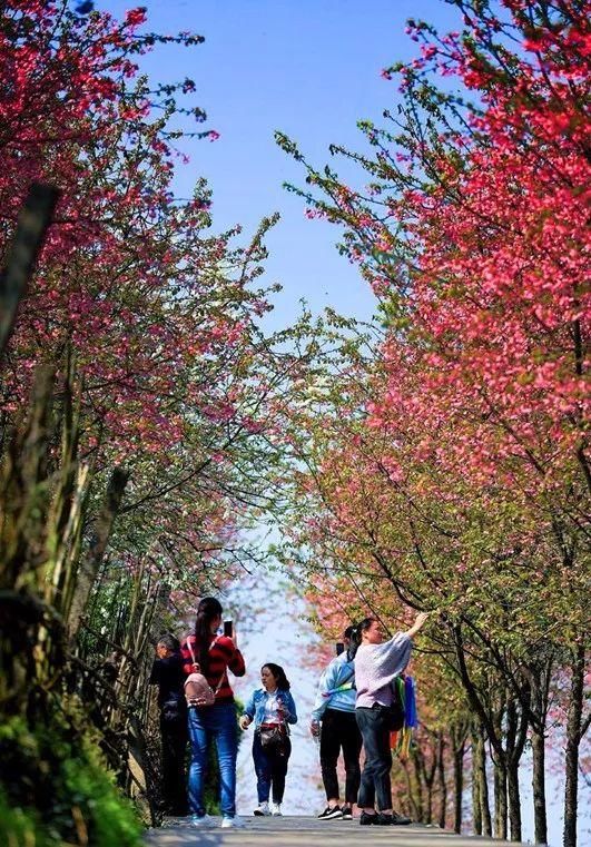 湄潭樱花节图片