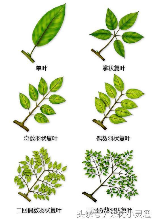 植物的复叶类型,三出复叶的植物,掌状复叶的植物_大山谷图库