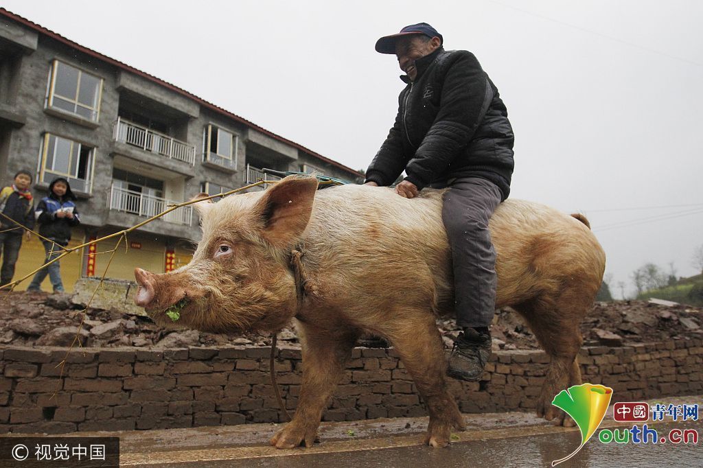 別人遛狗他遛豬!盤點大街上那些