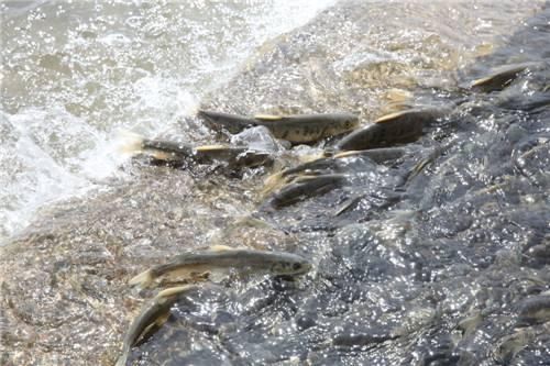 新手钓鱼入门必修课,鱼儿为什么喜欢逆流而上