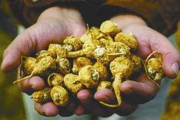 男人身体出现5种现象,说明肾气不足了,4种食物