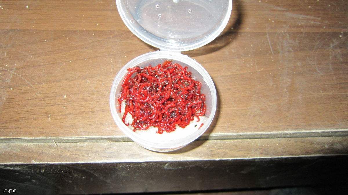 钓鱼饵料红虫怎样保存才不容易死?