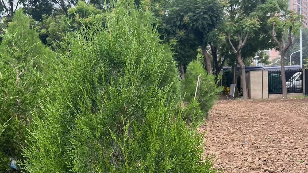 北京最长寿古树“九搂十八杈”已有纯血统后代 北京最长寿古树“九搂十八杈”已有纯血统后代