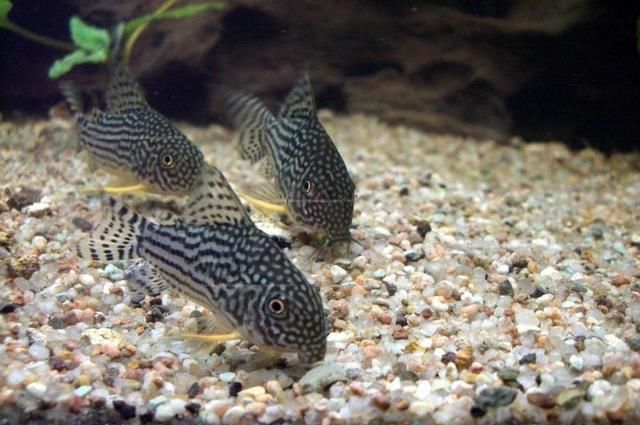 孔雀鱼能和什么鱼混养?斗鱼居然可以,孔雀鱼品