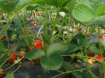 又到草莓成熟季,广州周末亲子游10个能摘草莓