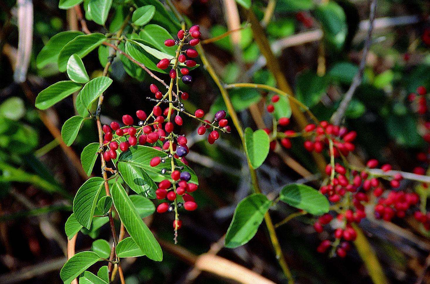 鼻炎吃什么好? 中医总结, 鼻炎用它治鼻炎, 效果