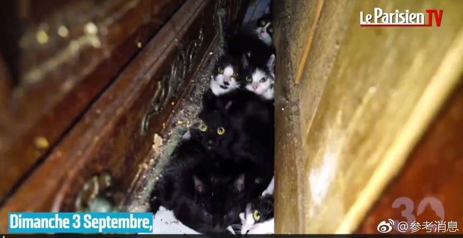 邻居们报了警，警察闻讯赶到后简直惊呆了：破旧狭窄的 25 平方米公寓内竟挤了 130 只猫，地上污物横流，粪便随处可见，这些猫就在如此环境里三五成群地打闹嬉戏。