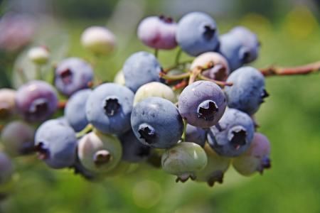 富含花青素食物排行榜:紫薯垫底,蓝莓上榜,第一