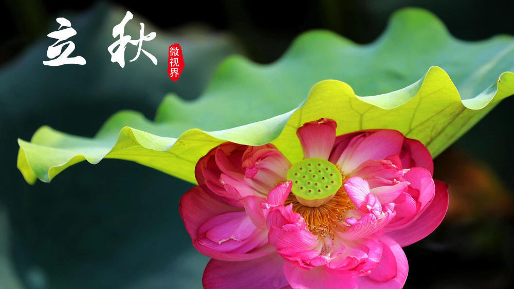 今日立秋,真正的秋天就到了吗?高温天气何时结束? 今日立秋,真正的秋天就到了吗?高温天气何时结束?