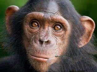 地球上10大最聪明的动物,狗第七,猪第四,黑猩猩