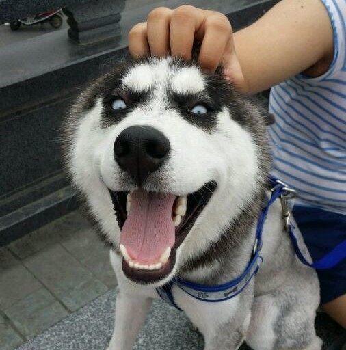 我家二哈名叫大毛,大毛虽然是只二货哈士奇,但是平时还真不是那种特别