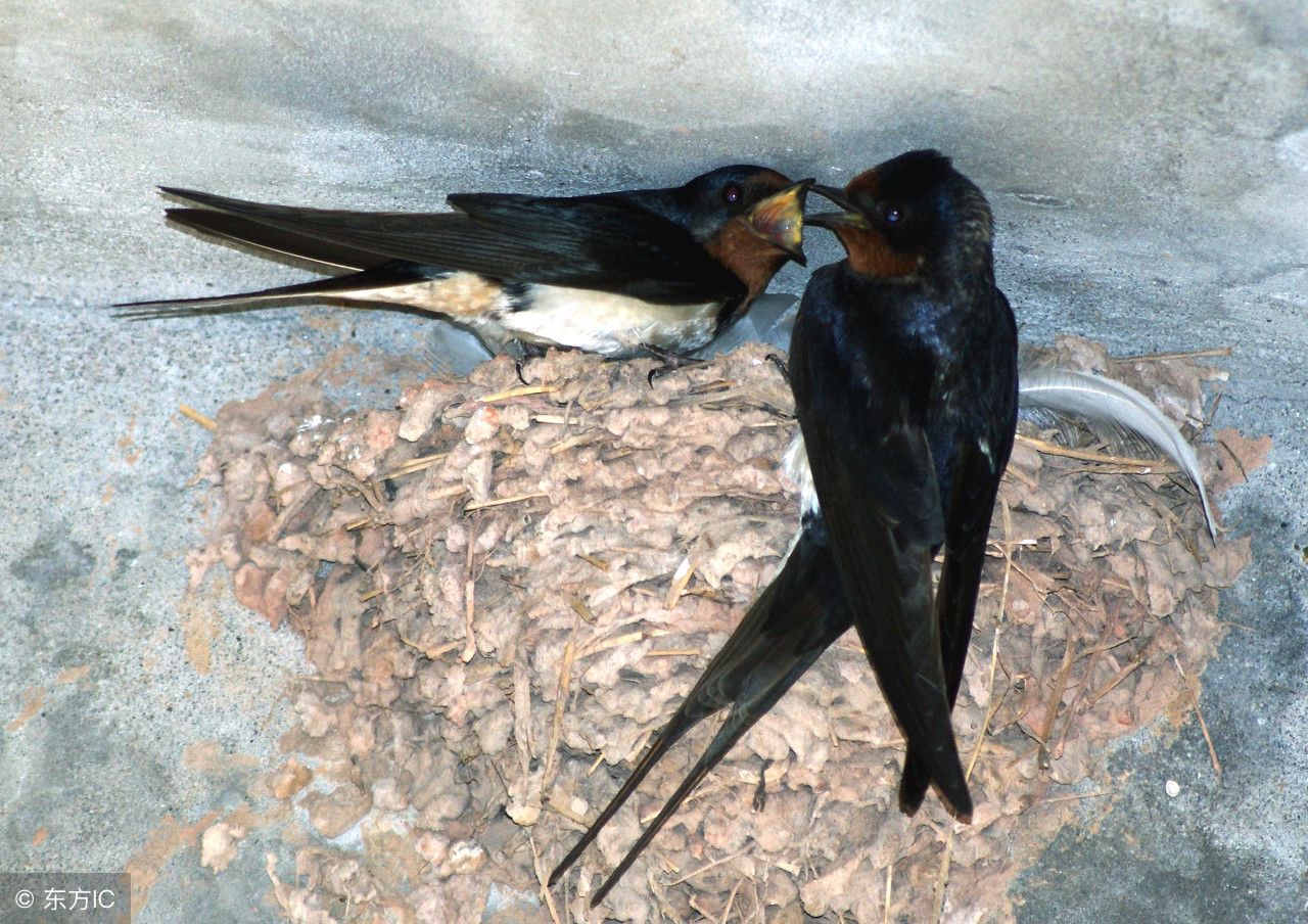 农村燕子在家里搭窝到底好不好?