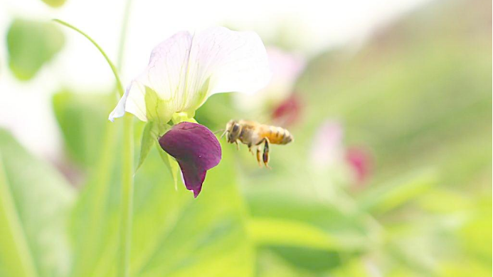 教师节：以6首最美诗词，致谢我们的恩师！