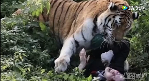 动物园老虎攻击撕咬女饲养员 游客用这种方式救了她 动物园老虎攻击撕咬女饲养员 游客用这种方式救了她
