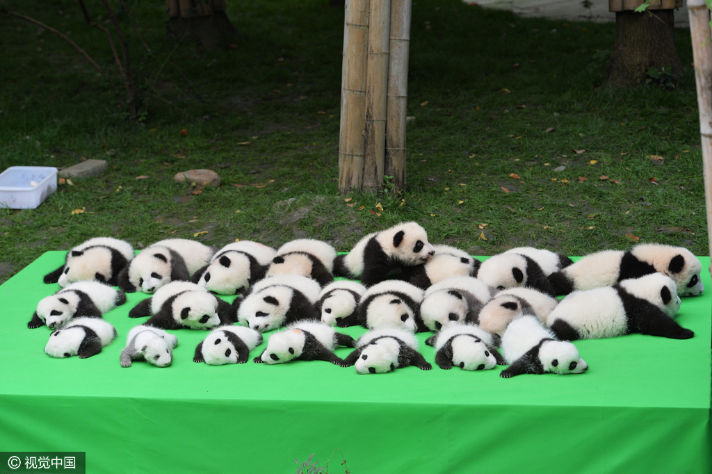 2016年09月29日，四川省成都市，熊猫基地，23只在2016年新出生熊猫宝宝集体亮相，引来游客的围观，据悉，2016年到目前为止，全球共出生27只大熊猫出生，除了有4只在国外出生外，剩余23只均参加了这次集体“活动”。活动现场，工作人员小心翼翼的将熊猫宝宝们，按照从大到小的顺序，排成了三排，让媒体和游客拍照，大多数熊猫宝宝都安静的趴着睡觉，而有两只“熊孩子”，趁着工作人员不注意“悄悄出逃”，顽皮的爬着爬着摔下了床，工作人员赶紧将他们抱了回去。