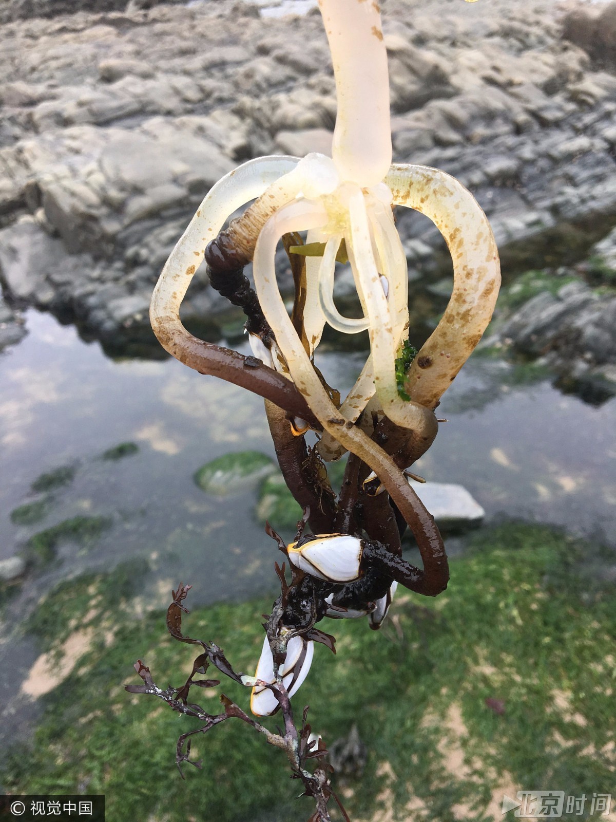 英国海滩惊现诡异“外星生物”  专家竟说是稀有美食