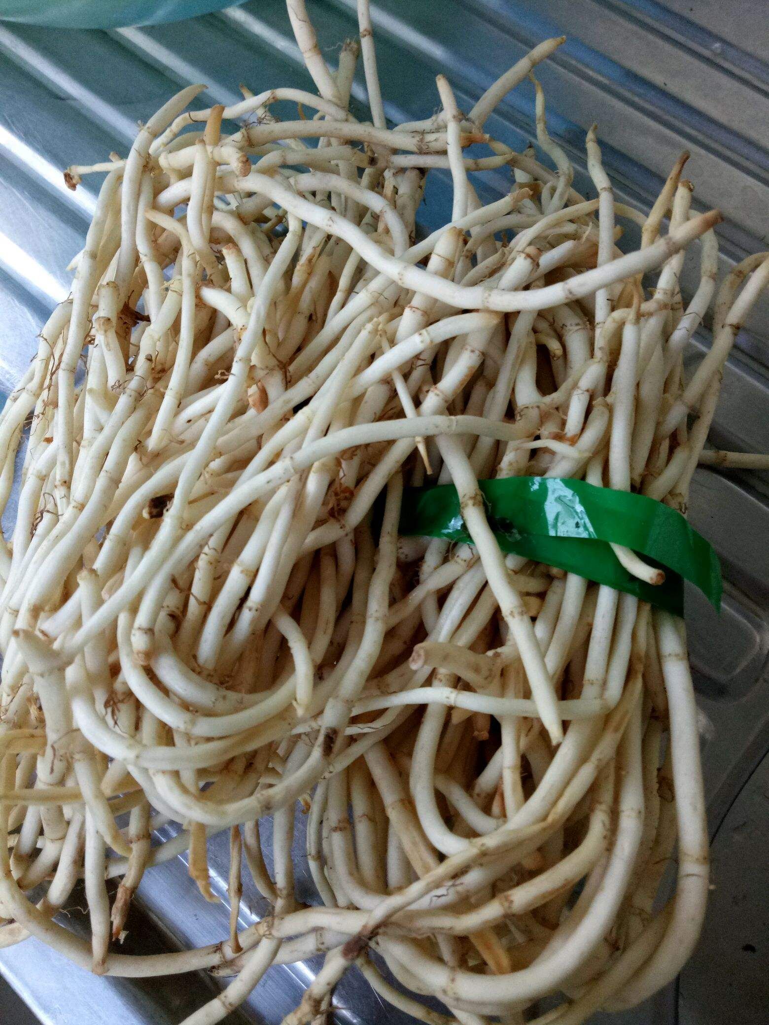 春天可以吃的野菜有哪些?听奶奶的话不要乱吃