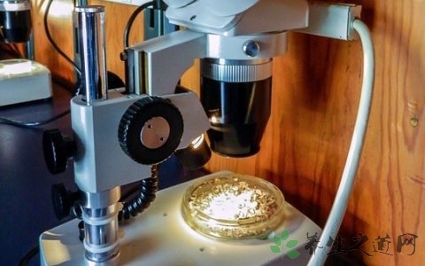 寄生虫检查的直接涂片法