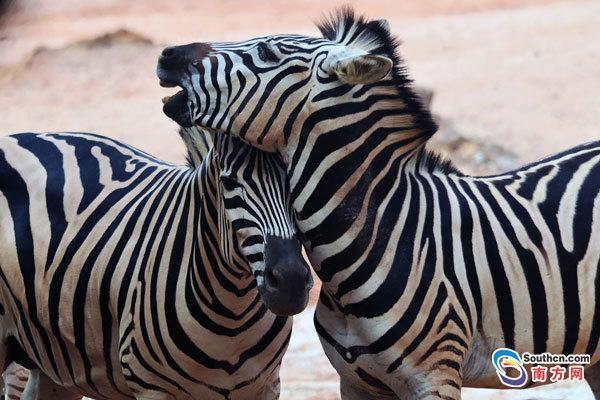 斑马亲密嬉戏。