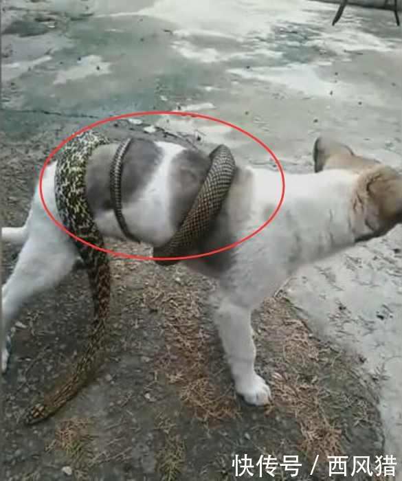 一条大蛇缠住自家的狗狗, 主人却在一旁淡定的拍照!