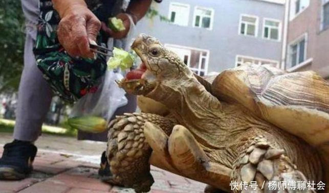 六岁女孩养了一只乌龟,六十年后,乌龟陪着女孩