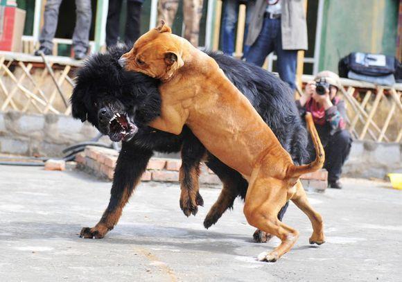 藏獒大战比特犬,网传藏獒战斗力渣,但这次它却证明了自己!