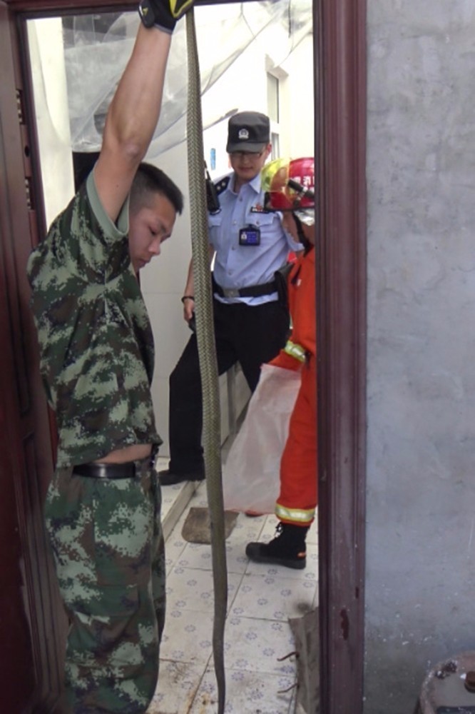 近2米长的蛇钻进幼儿园 消防员捕捉后将其放生 近2米长的蛇钻进幼儿园 消防员捕捉后将其放生
